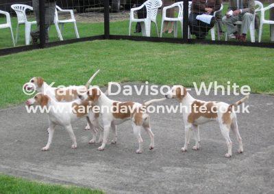 144dummer-beagles-karendavisonwhite
