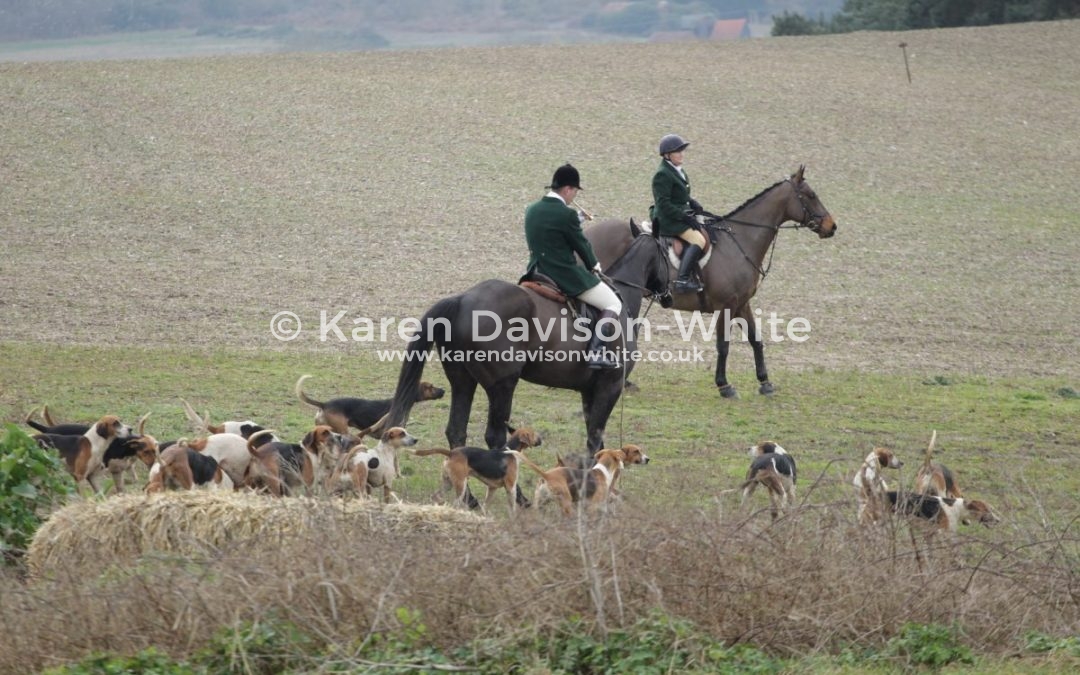 Waveney Harriers 3.2.18 Whipper-in hunts hounds take two