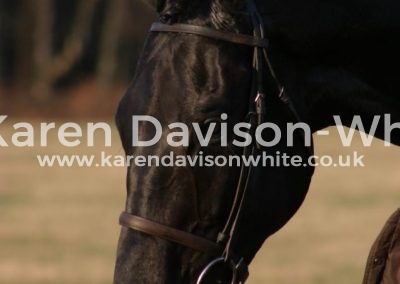 IMG_0259racehorse head kdwimage