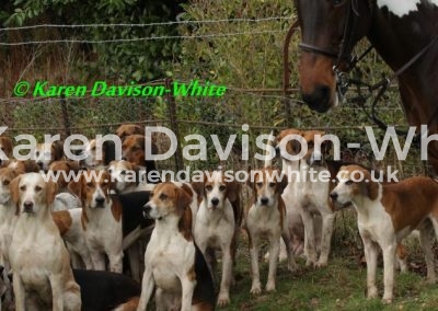 IMG_0262special coloured pony kdwfb