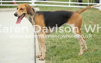 Essex and Suffolk Foxhounds Puppy Show 16.7.17