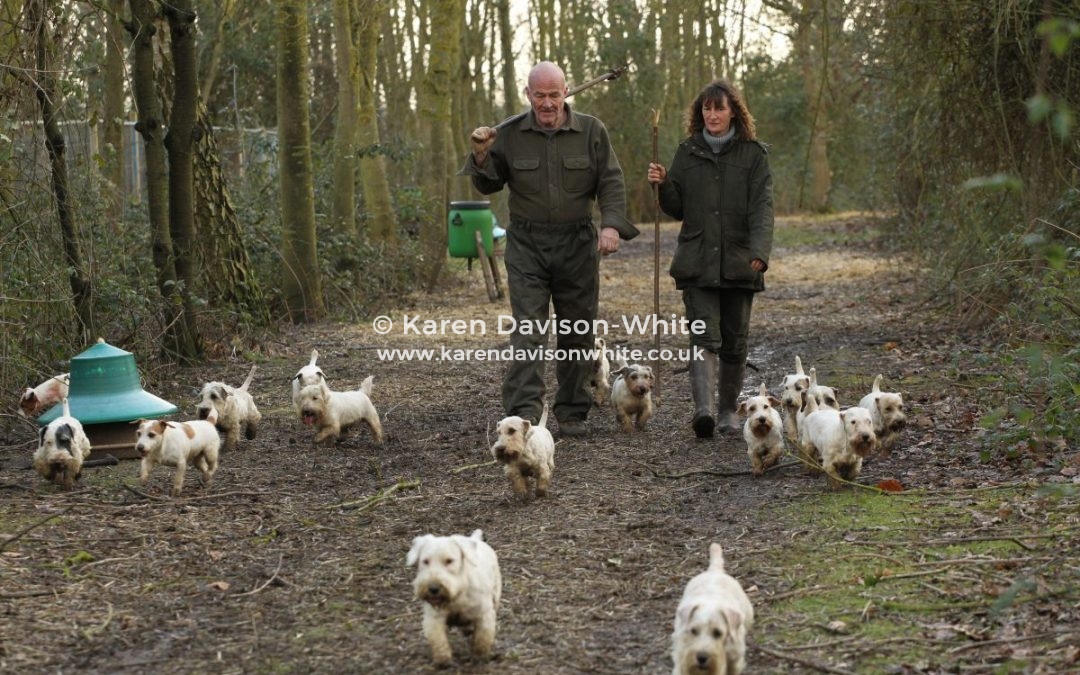 The Working Sealyham Terrier