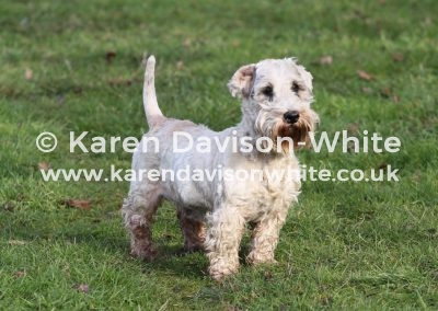 IMG_0873The Sealyham Terrier