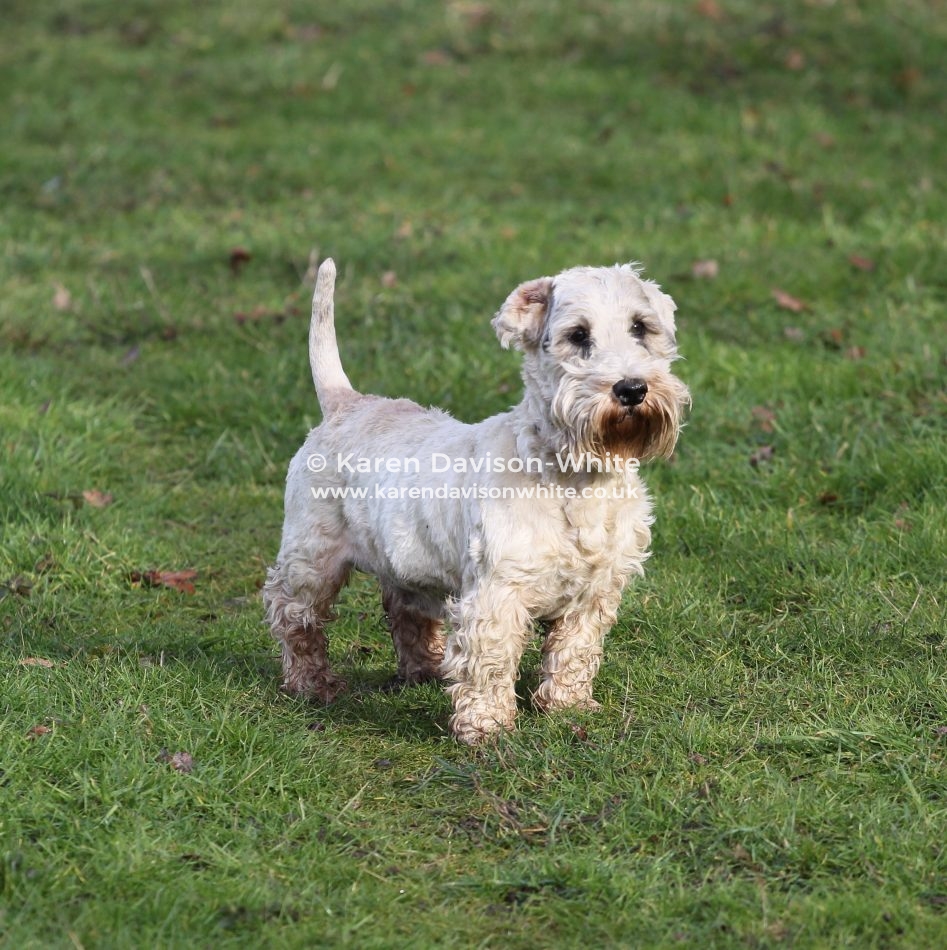 working sealyham terrier