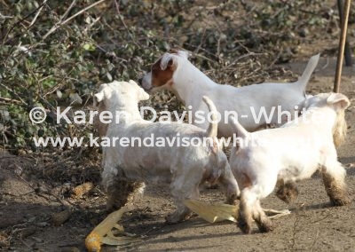 IMG_0904sealyhams and Ilmer terrier karendavisonwhite