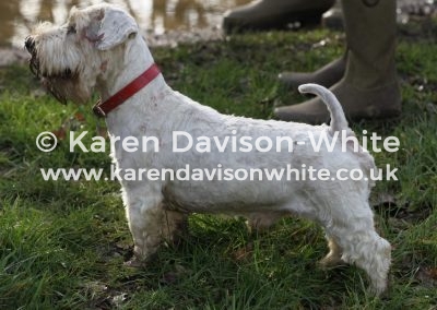 IMG_0973Sealyham Terrier karendavisonwhite