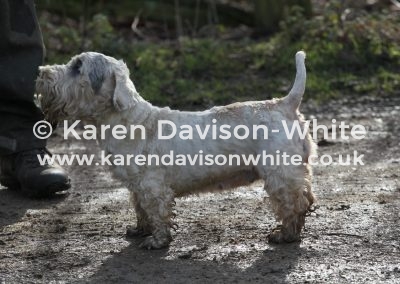 IMG_0978The Sealyham Terrier karendavisonwhite