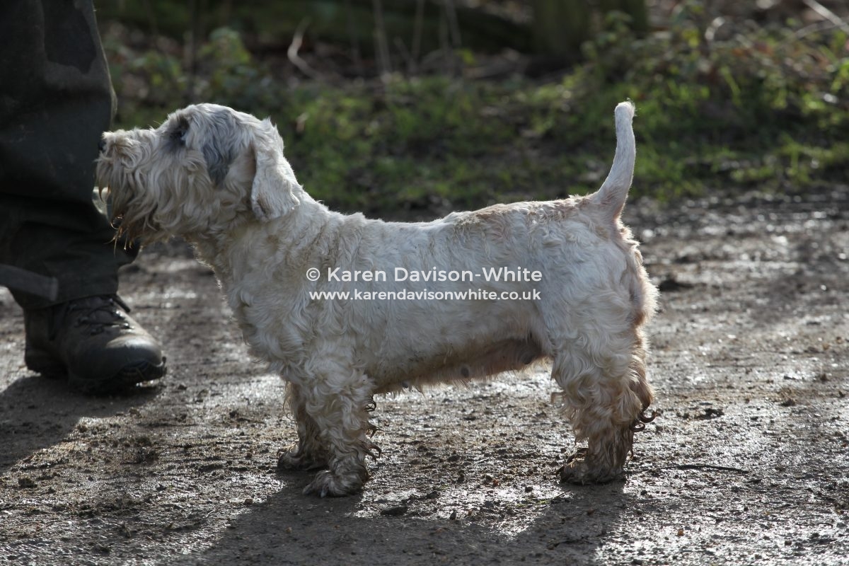 working sealyham terrier