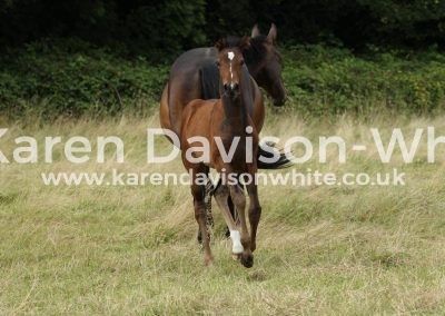 IMG_1545study of a foal karendavisonwhite
