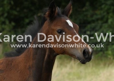 IMG_1563foal head karendavisonwhite