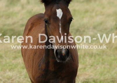 IMG_1570foal karendavisonwhite