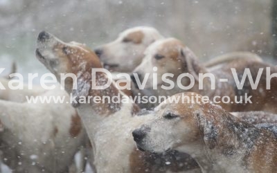 South Wold Foxhounds 17.3.18 –  Let it snow – Let it snow – Let it snow!