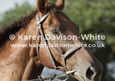 IMG_3548karendavisonwhite thoroughbred