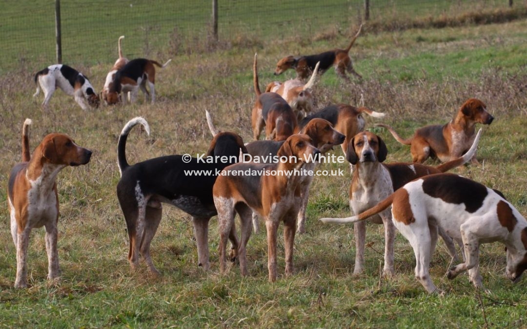 Essex and Suffolk Foxhounds 19.1.19