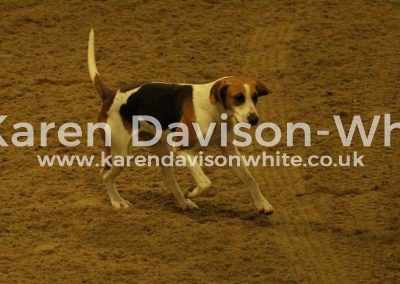 IMG_3902dunston harrier karendavisonwhite