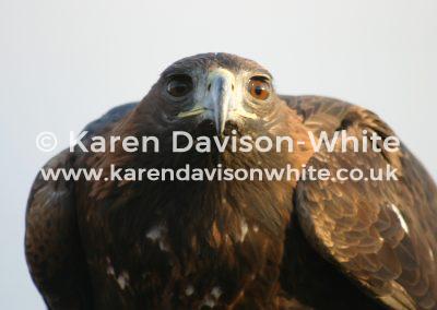img_4267golden-eagle-kdw