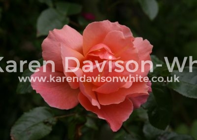 IMG_4771COPYRIGHT KARENDAVISONWHITE.CO.UK