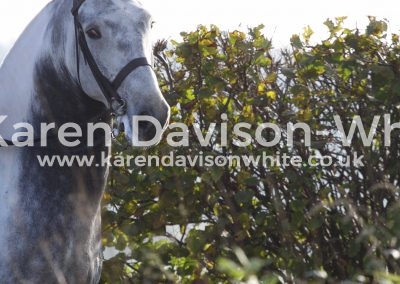 IMG_4978Our Cashel Blue karendavisonwhite