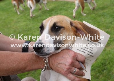IMG_5266 Ross Harriers Puppy Show 2019