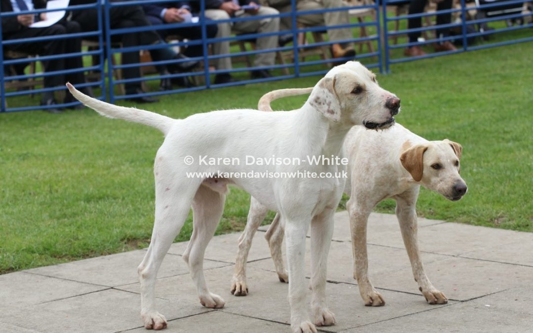 Thurlow Foxhounds 25th June, 2019