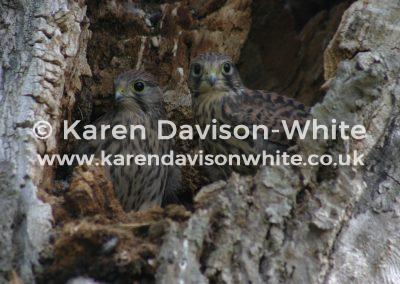 img_6558young-kestrels-www-karendavisonwhite-co-uk