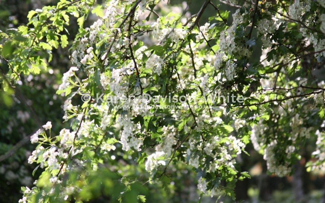 Flowers and Landscapes
