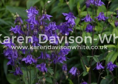IMG_6728karendavisonwhite