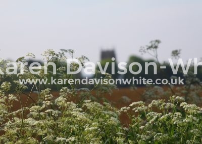 IMG_6736cow parsley favourite