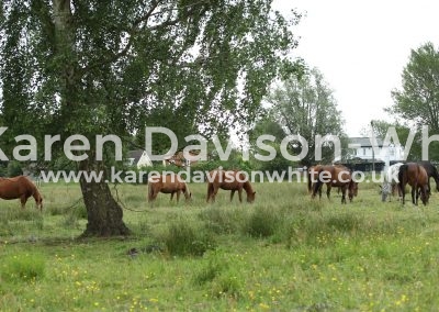 IMG_8001horses at rest karendavisonwhite