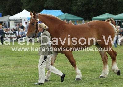 IMG_8298Suffolk Punch karendavisonwhite