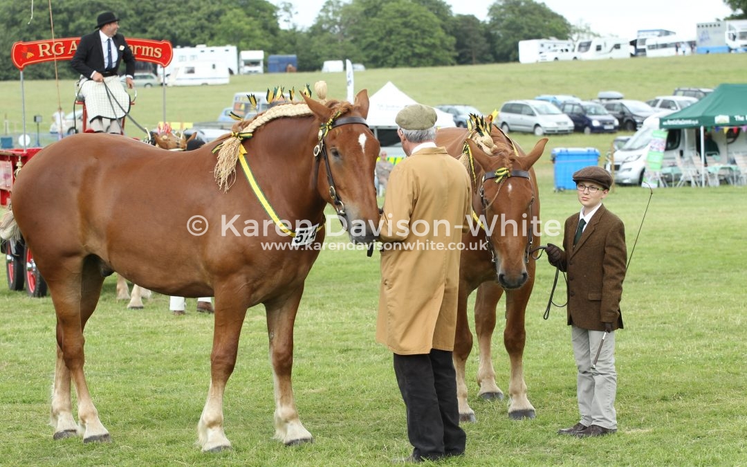 Looking at Heavy horses