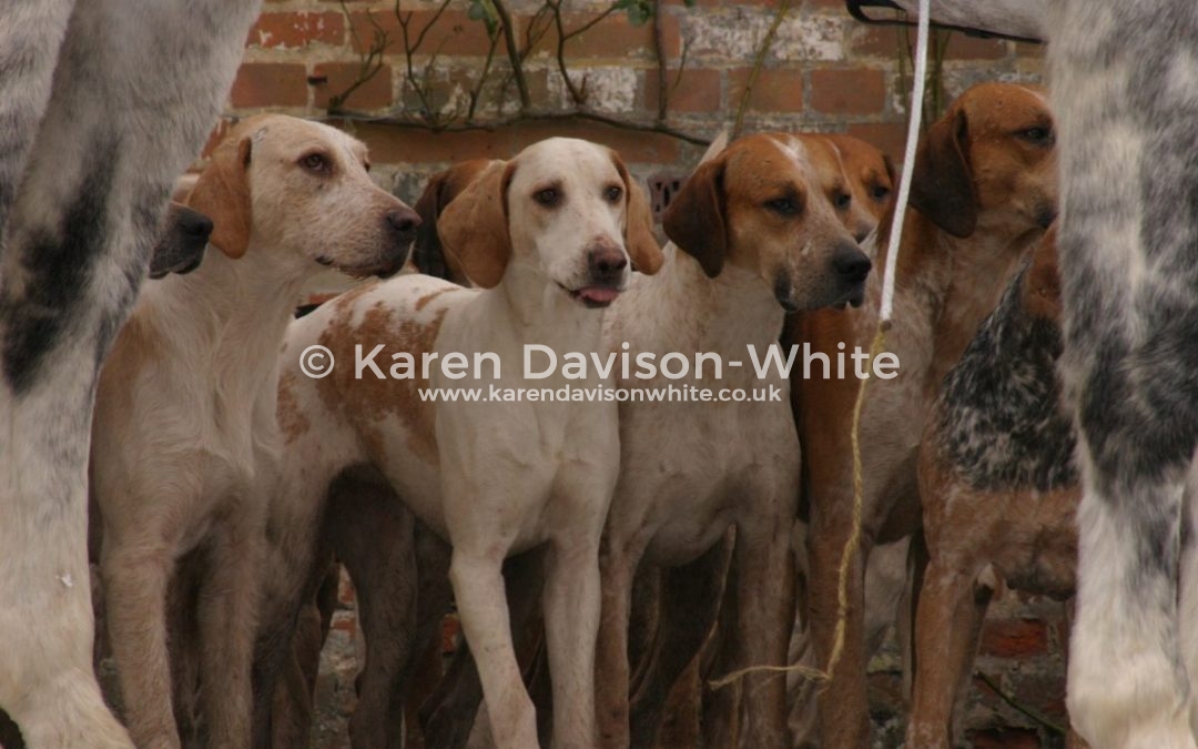 Hounds singing