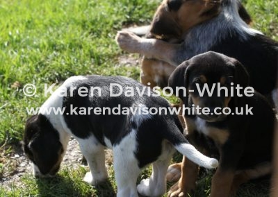 IMG_8971 Exmoor puppies
