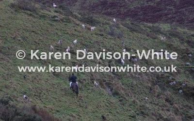 Exmoor Foxhounds part two
