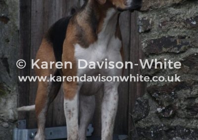 IMG_9227Dulverton Risky karendavisonwhite