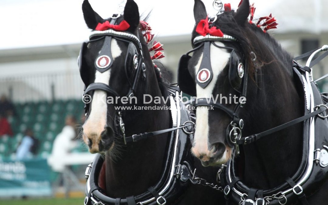 Heavy Horses Royal Norfolk Show