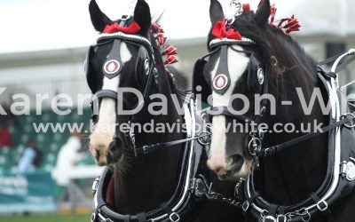 Heavy Horses Royal Norfolk Show
