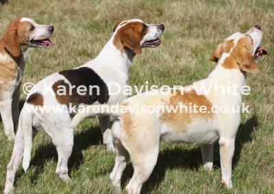img_9668-trio-of-beagles