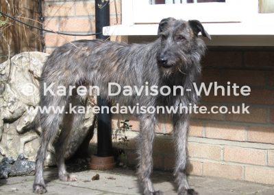 010working-lurcher-kdwapr12
