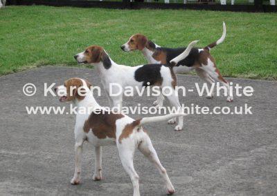 135dummer-beagles-kdwimage