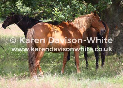 horses-at-rest