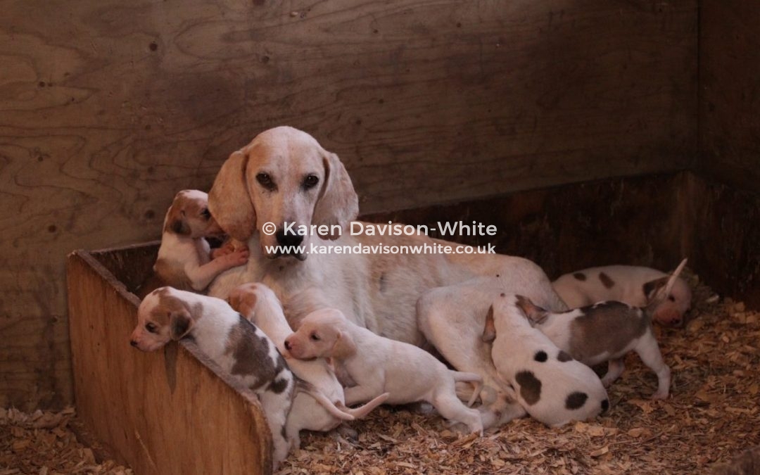 Exmoor Foxhound bitch and her puppies