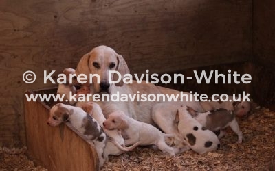 Exmoor Foxhound bitch and her puppies