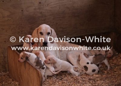 IMG_0070fh bitch and puppies exmoor karendavisonwhite