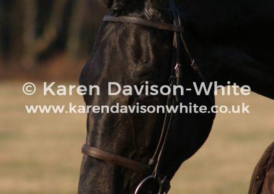 img_0259racehorse-head-kdwimage