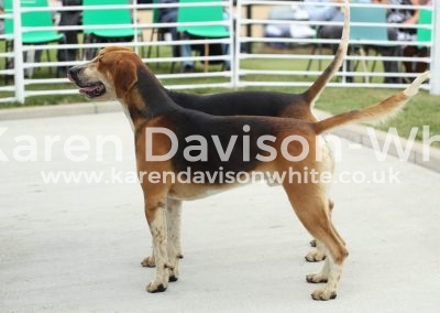 IMG_0531Monarch & Winchester