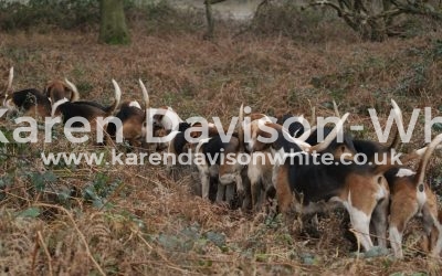 Waveney Harriers at Somerleyton 28.1.18 final take