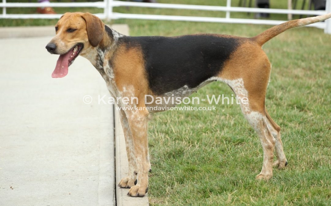 Essex and Suffolk Foxhounds Puppy Show 16.7.17