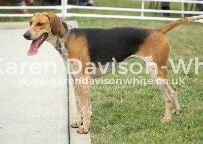 IMG_0610Wayward E&S (Harlow '12 - Bardsworth & B Moor Waxy '12) karendavisonwhite