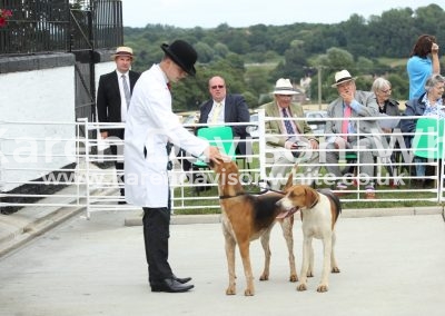 IMG_0618Tom Henson whipper-in karendavisonwhite